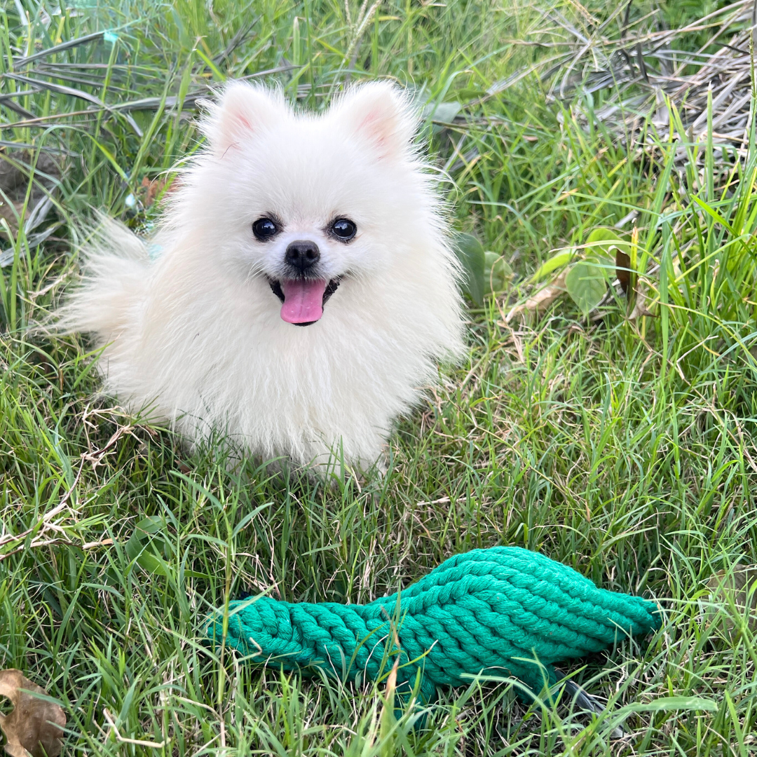 Rex the Green Dinosaur Rope Toy