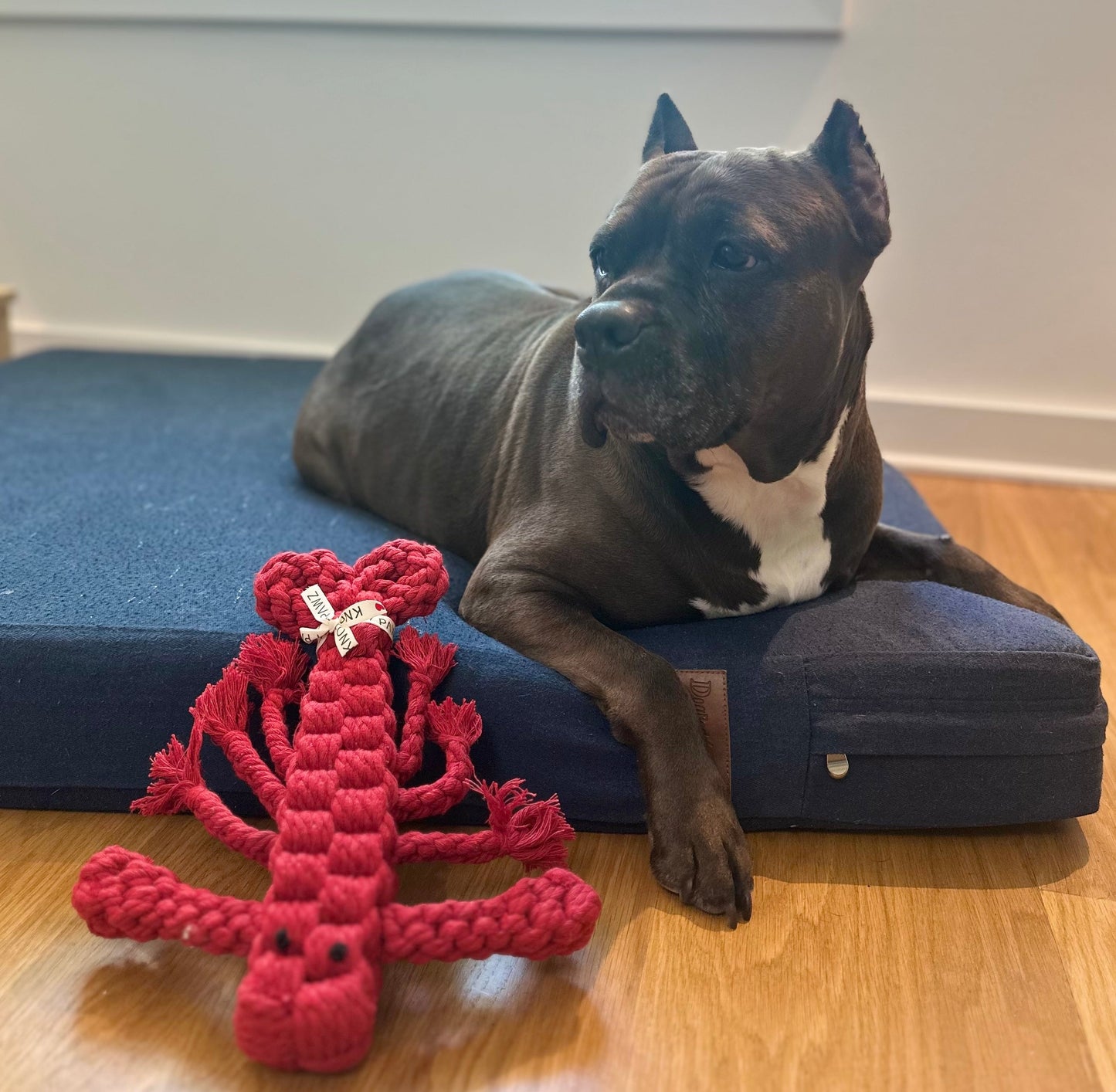 Rose the Lobster Pet Rope Toys