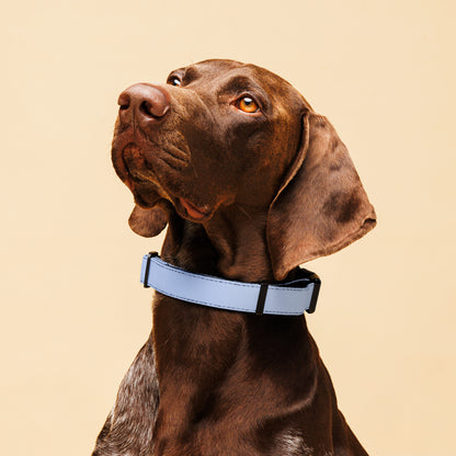 Pet collar | Pastel Collection